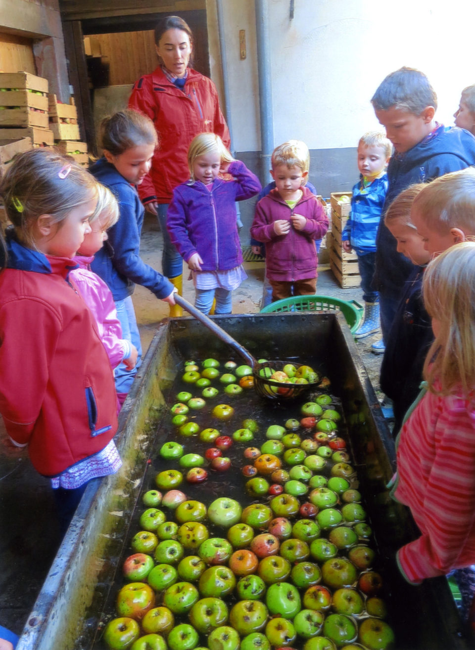 Jetzt werden die Äpfel in der großen Wanne gewaschen. Foto: Christa Schwarz