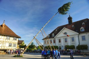 Maibaumstellen in Biberach