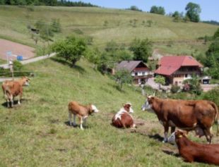 Thematische Wanderung mit Moospfaff-Einkehr