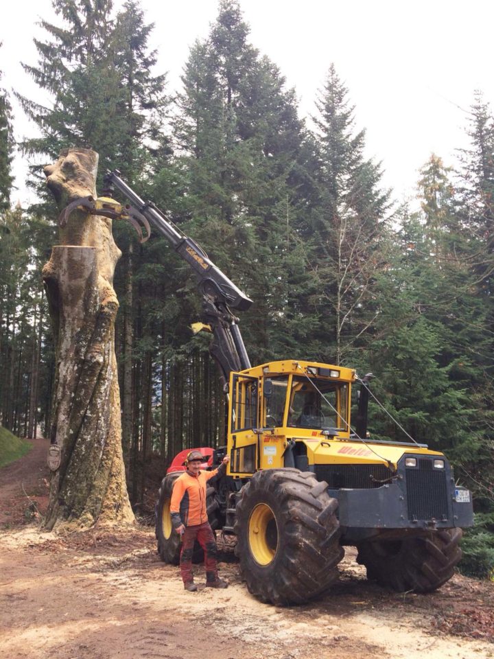 Spektakuläre Großbaumfällung im Oberharmersbacher Wald