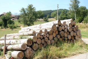 Nachhaltige Waldnutzung steht durch Klimawandel auf dem Prüfstand