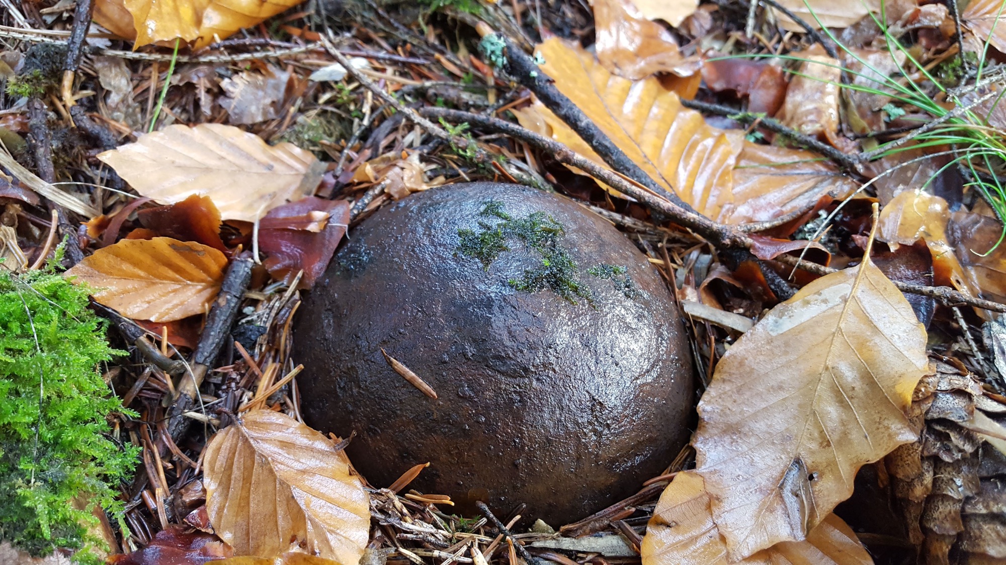 Oberharmersbacherin Entdeckt Relikt Aus Dem 17 Jahrhundert Schwarzwalder Post