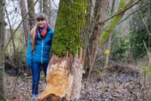 Biberacher Wappentier hat Revier gefunden