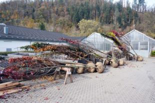 Stadt Zell pflanzt neue Bäume