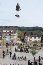 23 Meter hoher Maien für Unterharmersbach