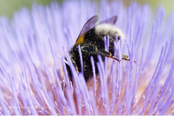 Von Brummern und Menschen: Was Wildbienen wirklich brauchen