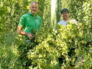 Brauerei Ketterer freut sich über gute Hopfenernte