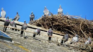 Tauben im Storchennest